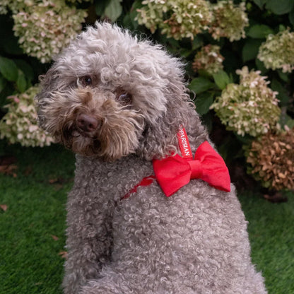 Sametový postroj typu guard pro psa s mašlí 2.0 – červený