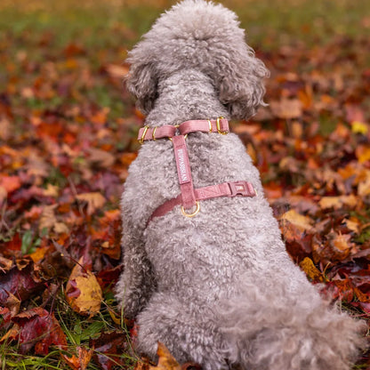 Welurowe szelki guard dla psa z kokardą 2.0 - ceglasty róż