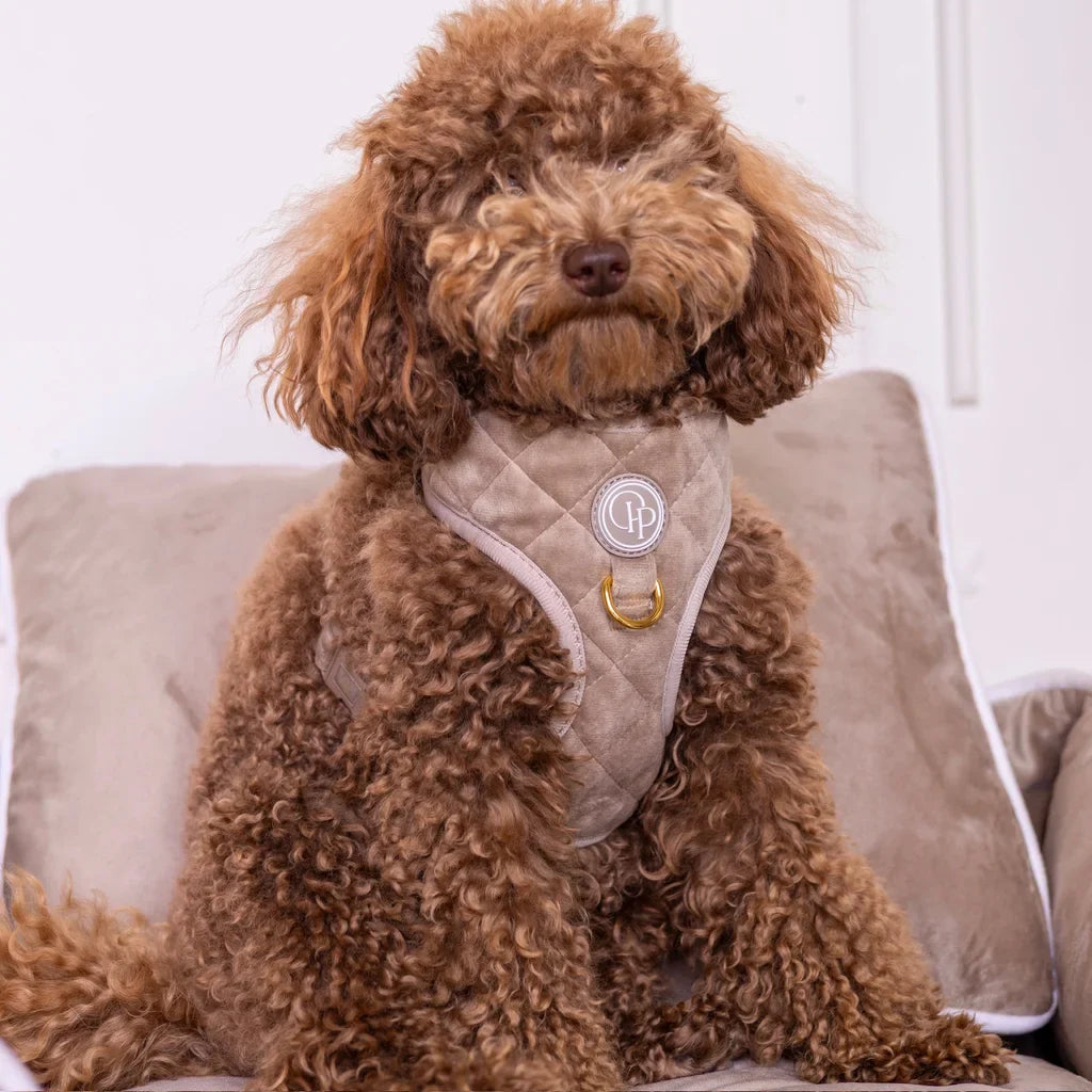 Sametový beztlakový postroj pro psa – béžový