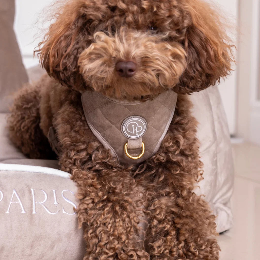 Sametový beztlakový postroj pro psa – béžový