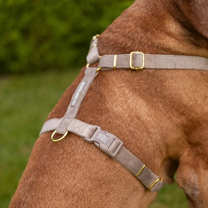 Sametový postroj typu guard pro psa – béžový