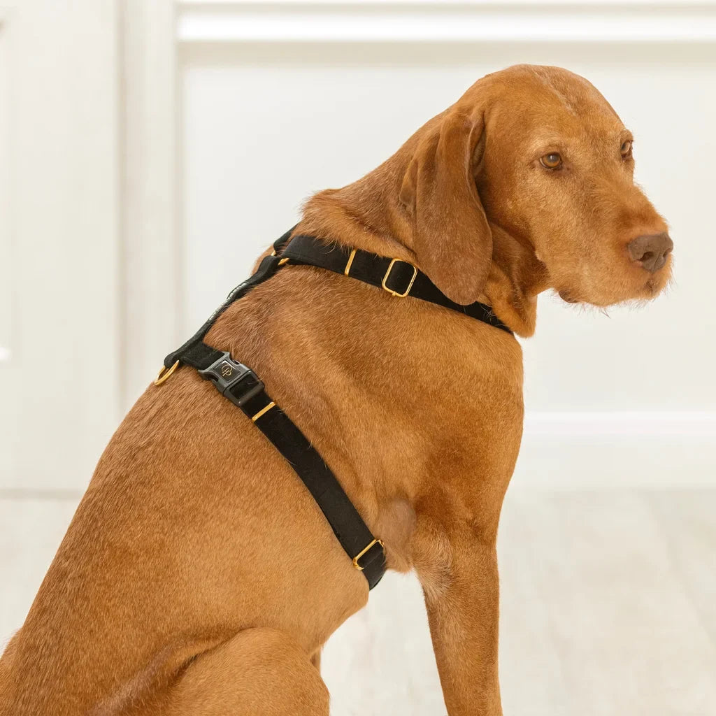 Sametový postroj typu guard pro psa 2.0 – černý