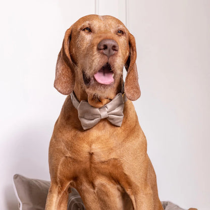 Sametový obojek pro psa – béžový