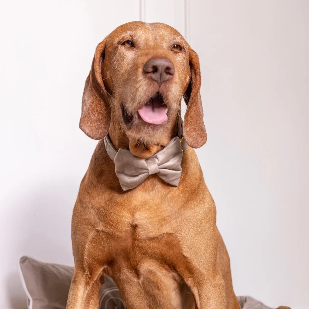 Sametový obojek s motýlkem pro psa – béžový