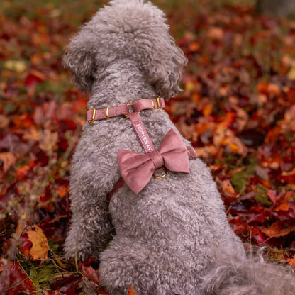 Welurowe szelki guard dla psa z kokardą 2.0 - ceglasty róż