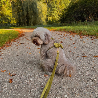 Sametový postroj typu guard pro psa s mašlí 2.0 – olivově zelený