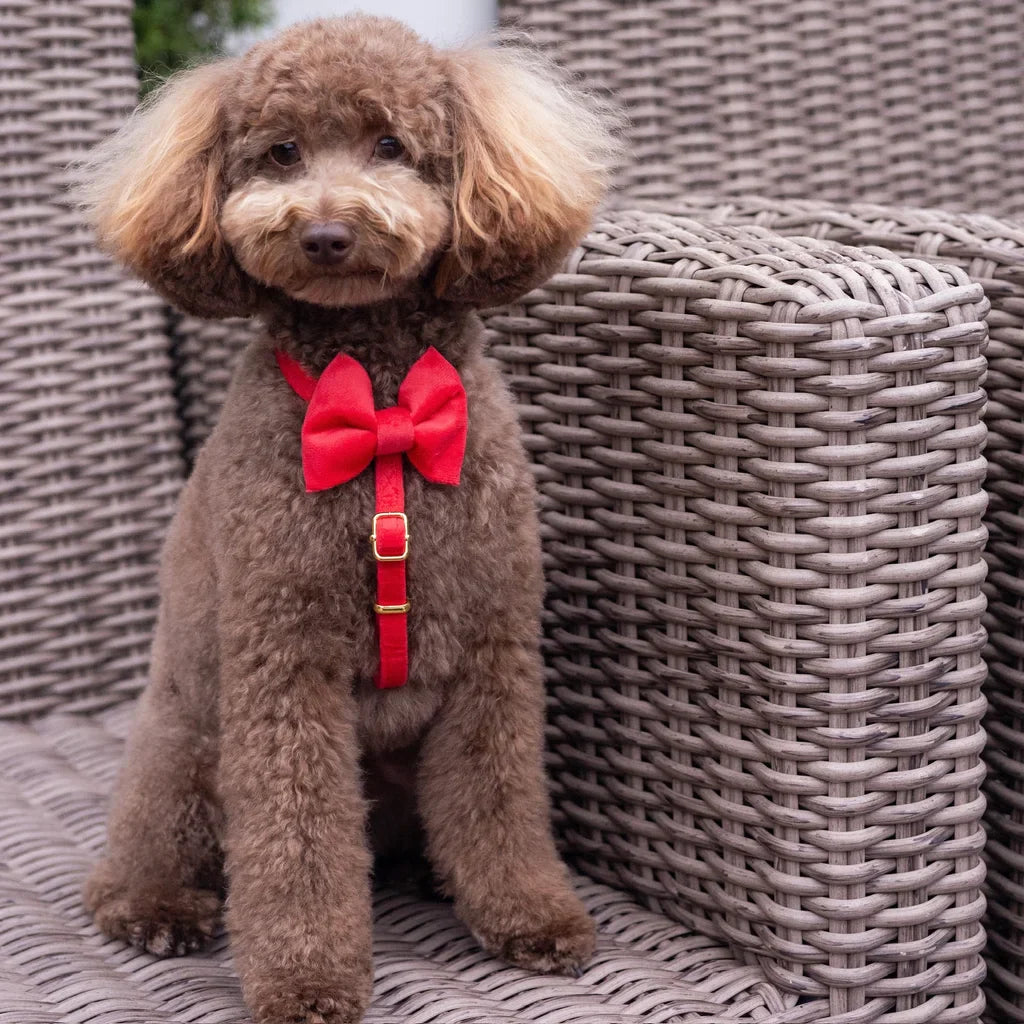 Sametový postroj typu guard pro psa s mašlí 2.0 – červený