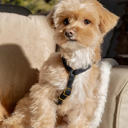 Sametový postroj typu guard pro psa 2.0 – černý