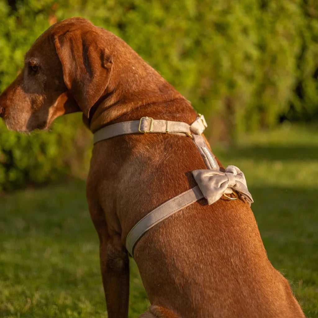 Sametový postroj typu guard pro psa s mašlí – béžový