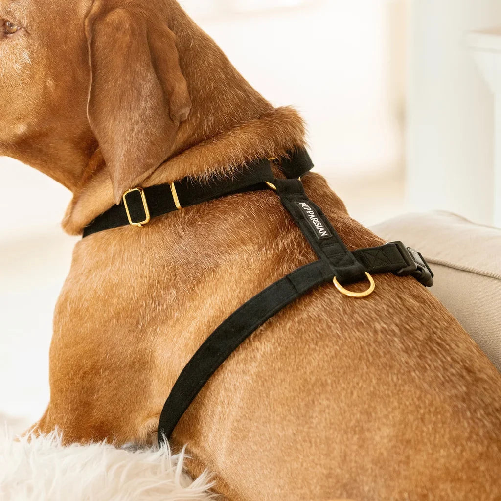 Sametový postroj typu guard pro psa 2.0 – černý