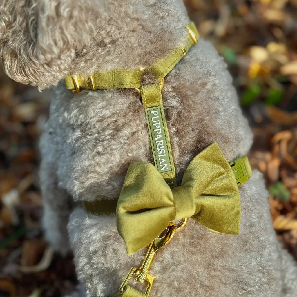 Sametový postroj typu guard pro psa s mašlí 2.0 – olivově zelený