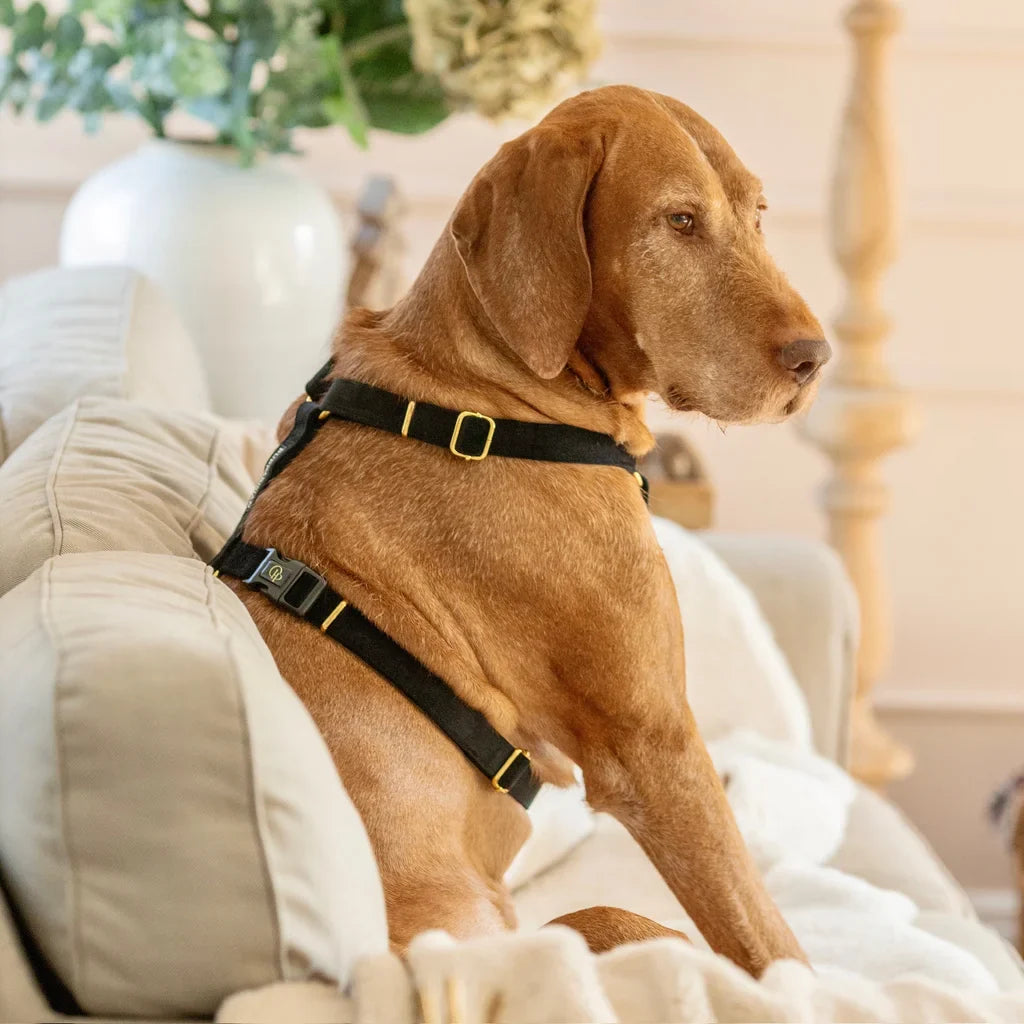 Sametový postroj typu guard pro psa 2.0 – černý