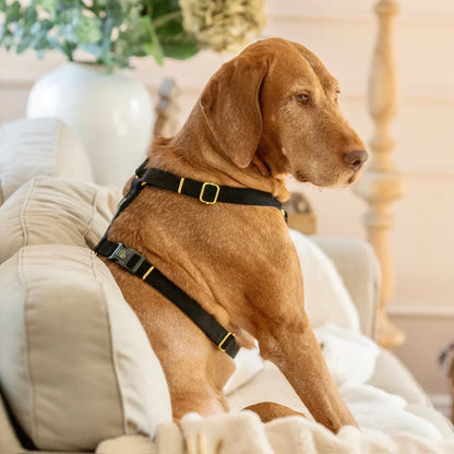 Sametový postroj typu guard pro psa 2.0 – černý