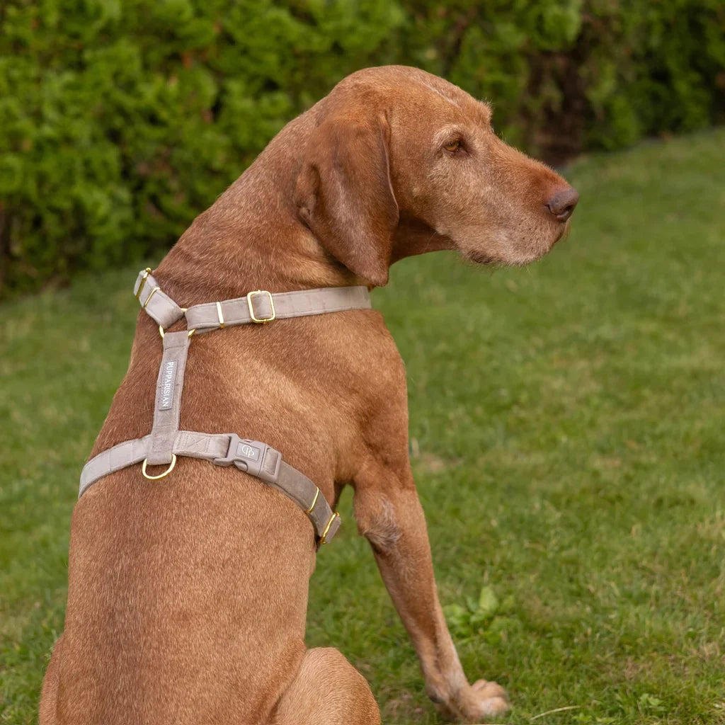 Sametový postroj typu guard pro psa – béžový