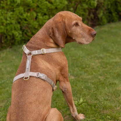 Sametový postroj typu guard pro psa – béžový