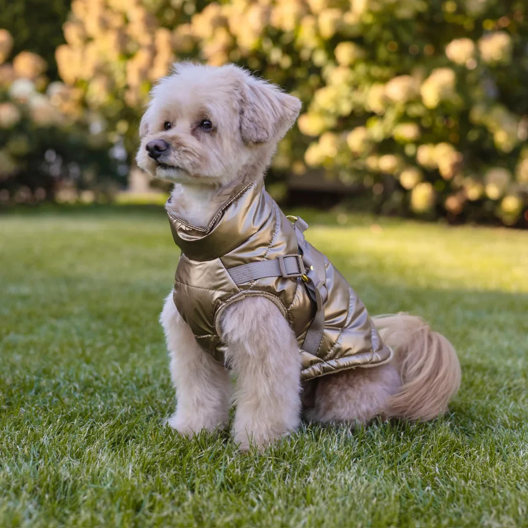 Kurtka dla psa zimowa 2w1 ocieplana wodoodporna - Złota