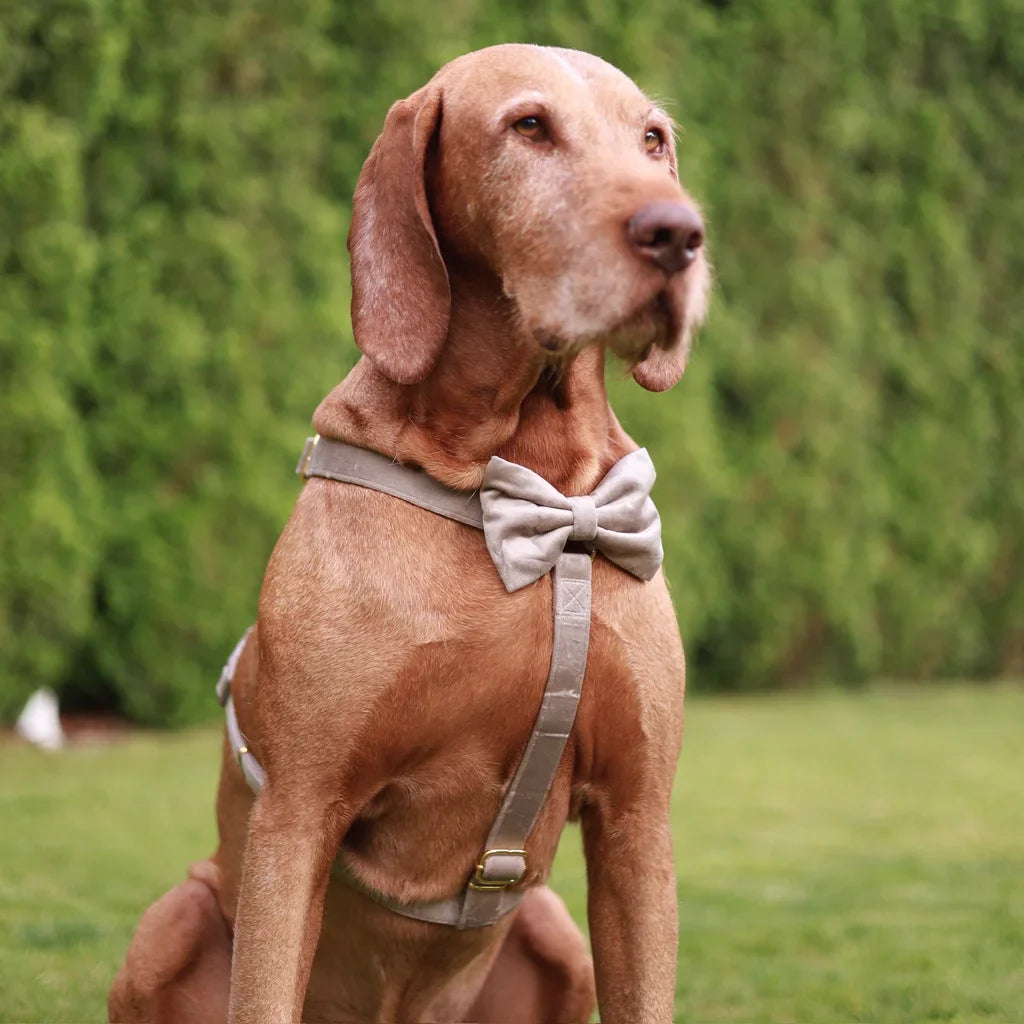 Sametový motýlek pro psa – béžový