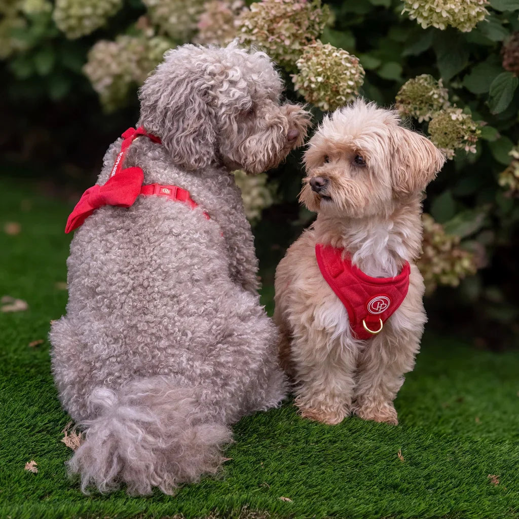 Sametový postroj typu guard pro psa s mašlí 2.0 – červený