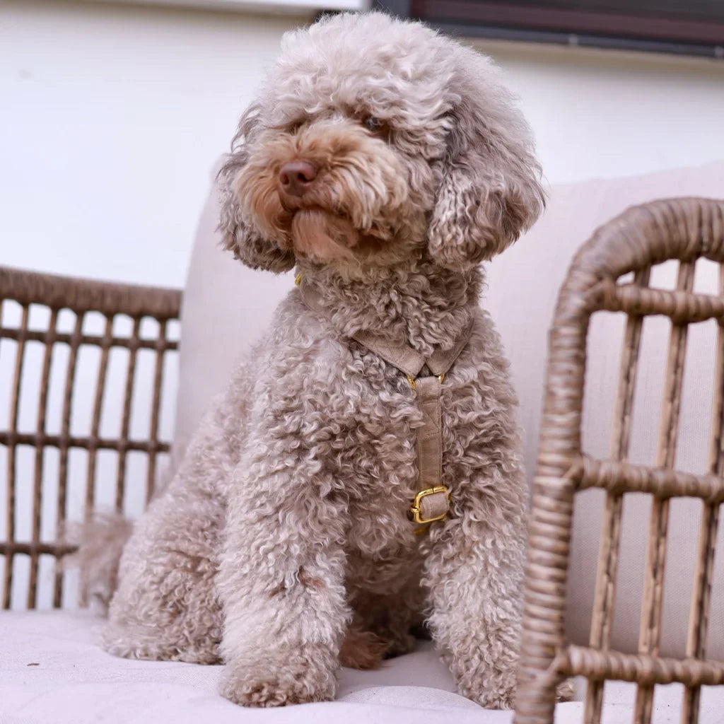 Sametový postroj typu guard pro psa s mašlí – béžový