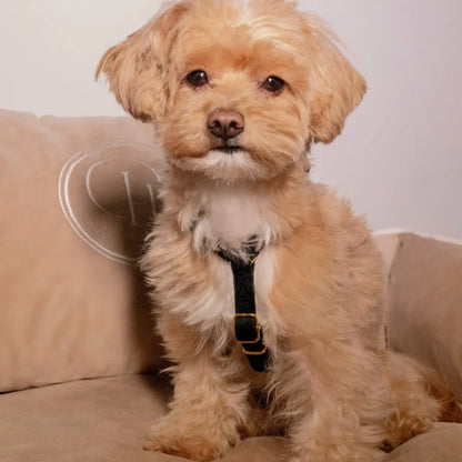 Sametový postroj typu guard pro psa 2.0 – černý