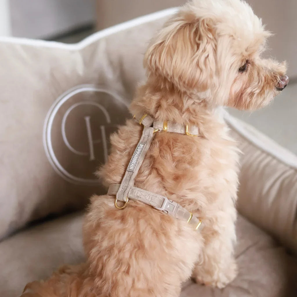 Sametový postroj typu guard pro psa – béžový