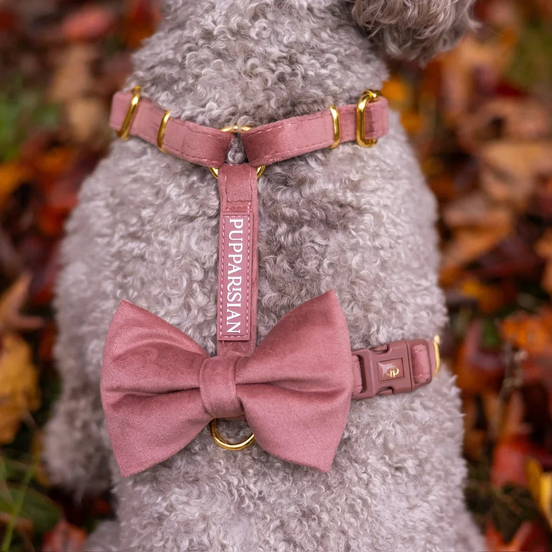 Welurowe szelki guard dla psa z kokardą 2.0 - ceglasty róż
