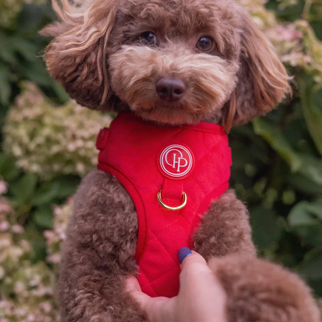 Sametový beztlakový postroj pro psa 2.0 – červený