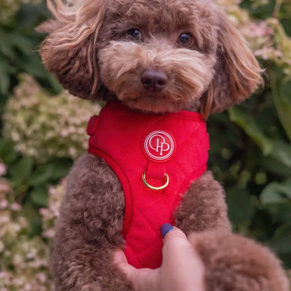 Sametový beztlakový postroj pro psa 2.0 – červený