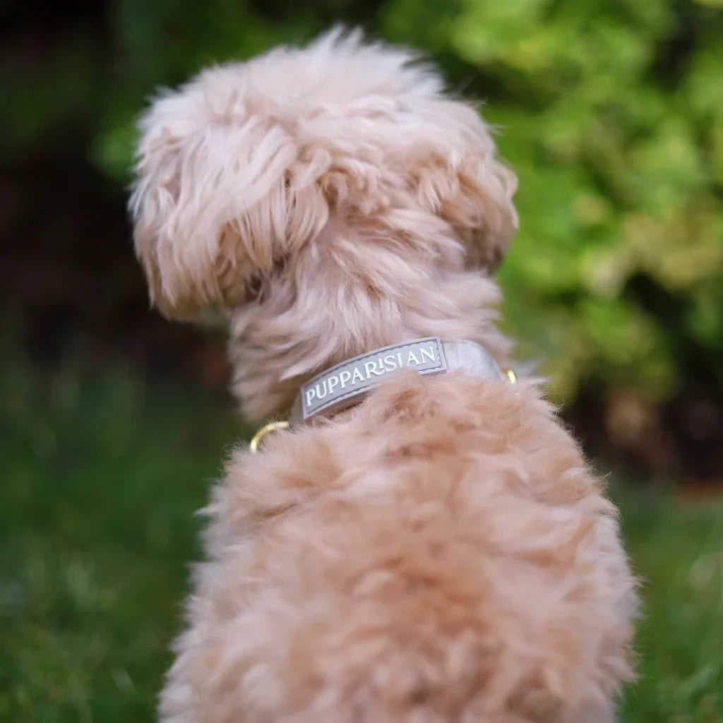 Sametový obojek s motýlkem pro psa – béžový