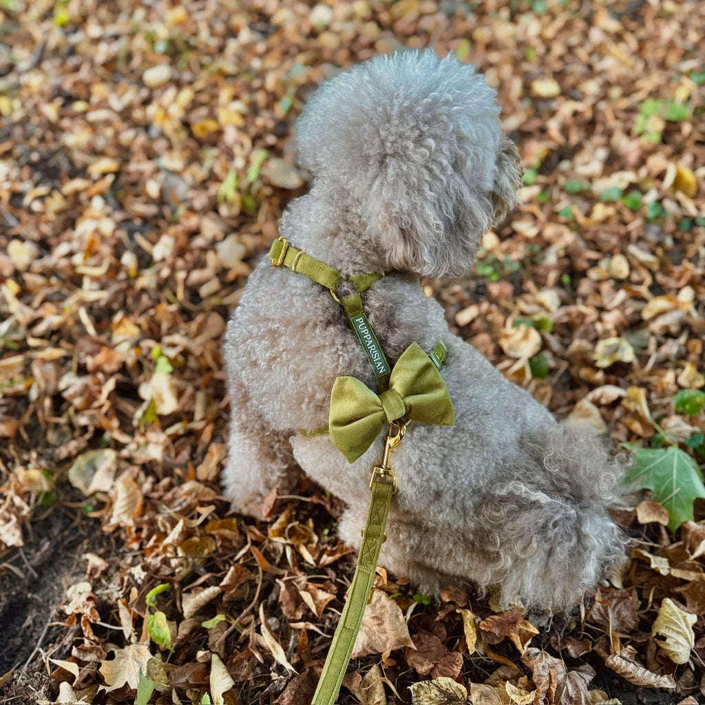 Sametový postroj typu guard pro psa s mašlí 2.0 – olivově zelený