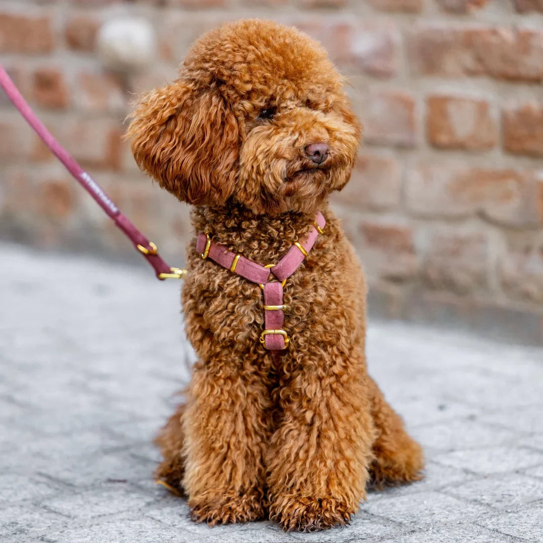 Welurowe szelki guard dla psa z kokardą 2.0 - ceglasty róż