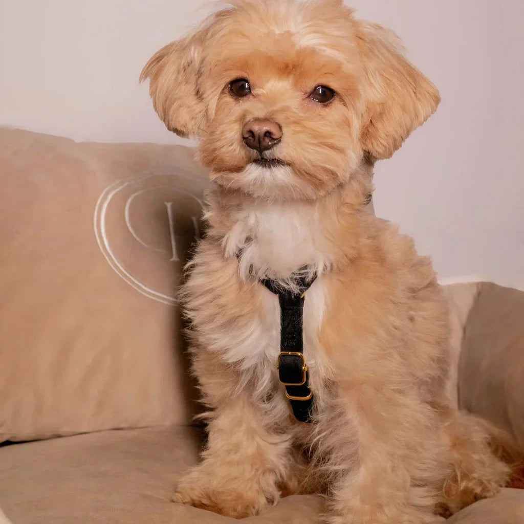 Sametový postroj typu guard pro psa 2.0 – černý