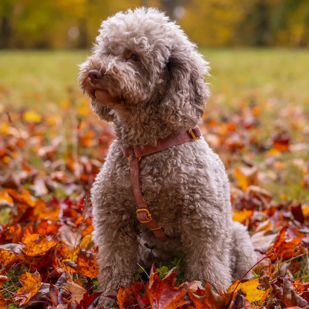 Welurowe szelki guard dla psa z kokardą 2.0 - ceglasty róż