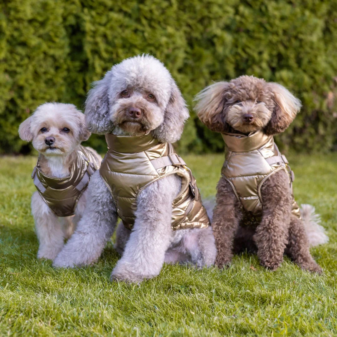 Kurtka dla psa zimowa 2w1 ocieplana wodoodporna - Złota